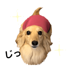 [LINEスタンプ] ダックス ララの1日 