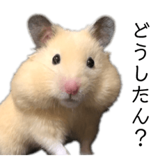 [LINEスタンプ] キンクマのきなこくん 