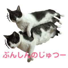 [LINEスタンプ] マイちゃん家のニャンズ