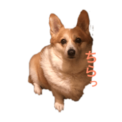 [LINEスタンプ] 日常のあずき 