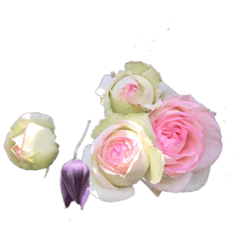 [LINEスタンプ] 素敵なバラの写真 fetchpriority=high