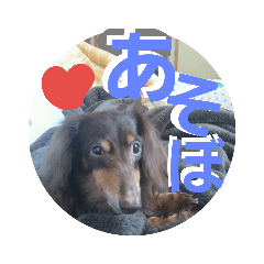 [LINEスタンプ] ショコラ！毎日使う？スタンプ 