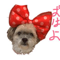 [LINEスタンプ] ショコタン 