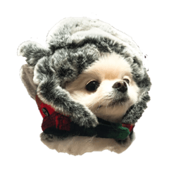 [LINEスタンプ] ポメたまちゃん