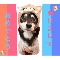 [LINEスタンプ] 黒柴♡風太郎 