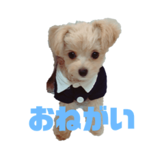 [LINEスタンプ] チワプーのえなちゃん