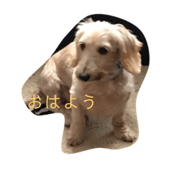 [LINEスタンプ] ミニチュアダックスフンドとトイプードル