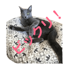 [LINEスタンプ] ロシアンブルー スタンプ fetchpriority=high