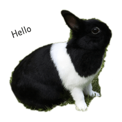[LINEスタンプ] うさぎ3 