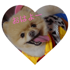 [LINEスタンプ] ポメラニアンおーちゃんの毎日 