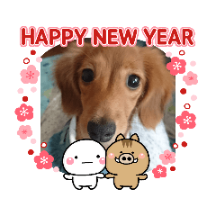 [LINEスタンプ] ダックス ららちゃんスタンプ1 