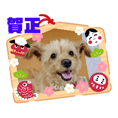 [LINEスタンプ] 愛犬コロンちゃんお正月スタンプ