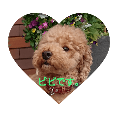 [LINEスタンプ] トイプードルのビビ。 