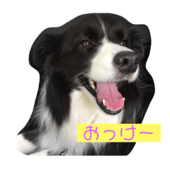 [LINEスタンプ] ボーダーコリーのココ 
