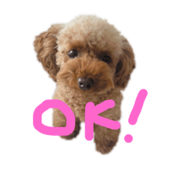 [LINEスタンプ] トイプードルの日常ことば fetchpriority=high