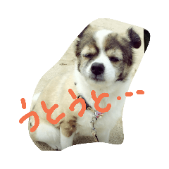 [LINEスタンプ] ポチとピーチとリリー 