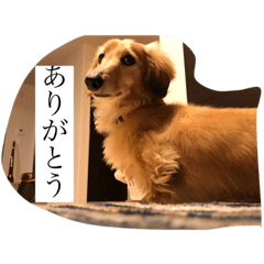 [LINEスタンプ] カイの日々 