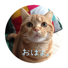 [LINEスタンプ] スコティのモンちゃん あいさつ[1] 