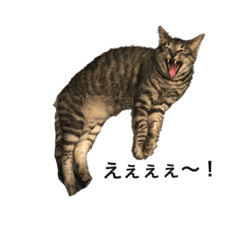 [LINEスタンプ] うちのハチ君 