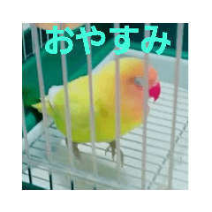 [LINEスタンプ] インコのサリー