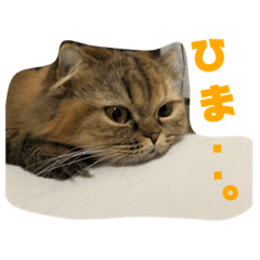 [LINEスタンプ] ドンノブボム