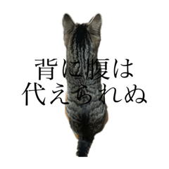 [LINEスタンプ] 野良猫のじう 
