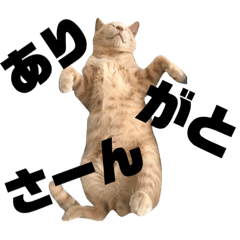 [LINEスタンプ] 我が家のねこたち 日常会話2 時々 犬ver.