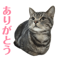 [LINEスタンプ] アメショの大吉くんのひとこと 