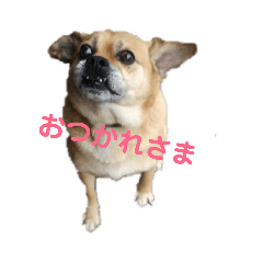 [LINEスタンプ] ぼく、ぎん 