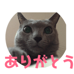 [LINEスタンプ] ロシアンブルーのはなちゃんスタンプ 