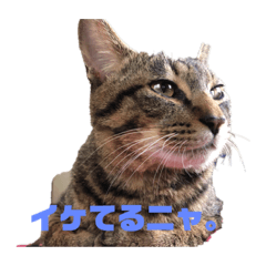 [LINEスタンプ] ペケにゃん♪ 