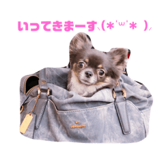 [LINEスタンプ] チワワREMのつぶやき。 