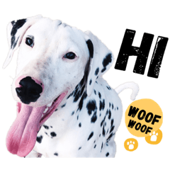 [LINEスタンプ] 犬—ダルメシアン 