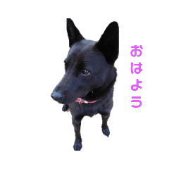 [LINEスタンプ] さらんの日常