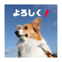 [LINEスタンプ] コーギーのすもも 