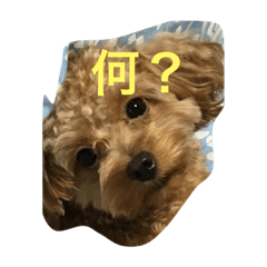 [LINEスタンプ] マリ豆助の日常 