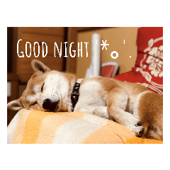 [LINEスタンプ] 柴すき