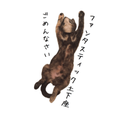 [LINEスタンプ] 猫とインコのおもしろ癒され日常会話 