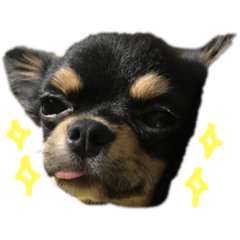 [LINEスタンプ] 金子家のペット達♥︎ fetchpriority=high