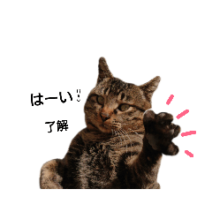 [LINEスタンプ] ねこースタンプ11