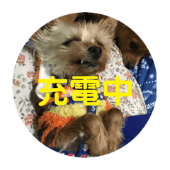 [LINEスタンプ] ワン達の日常スタンプ
