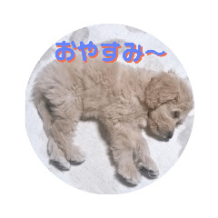 [LINEスタンプ] ゴールデンドゥードル（ヱビス）