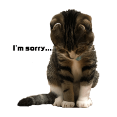 [LINEスタンプ] みねまるスタンプ2（猫のみねこもまるお）