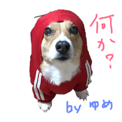[LINEスタンプ] コーギーゆめちゃん 