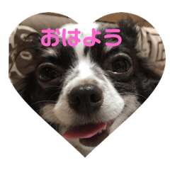 [LINEスタンプ] チワワしょこちゃんの毎日