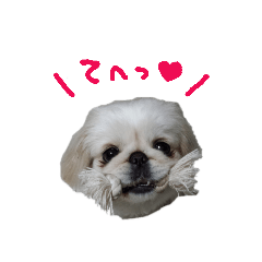 [LINEスタンプ] ペキニーズぶぴ 