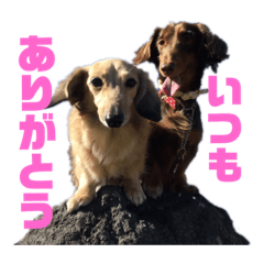 [LINEスタンプ] ハルと福之丞 