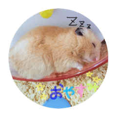 [LINEスタンプ] 歴代ペットたち 