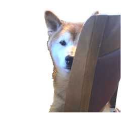 [LINEスタンプ] 柴犬ときどき十姉妹の毎日スタンプ 