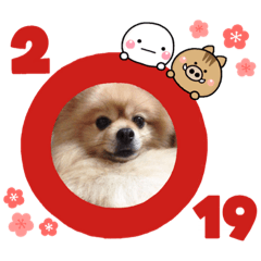 [LINEスタンプ] ポメラニアンハナちゃんスタンプ 